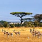 savanna